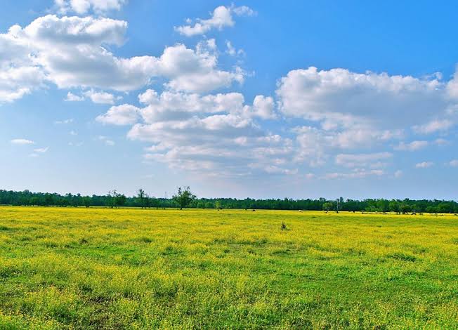 Wide scenic view of an expansive agricultural land plot covered in vibrant yellow wildflowers and green grass, showcasing prime rural acreage for land banking and property acquisition.