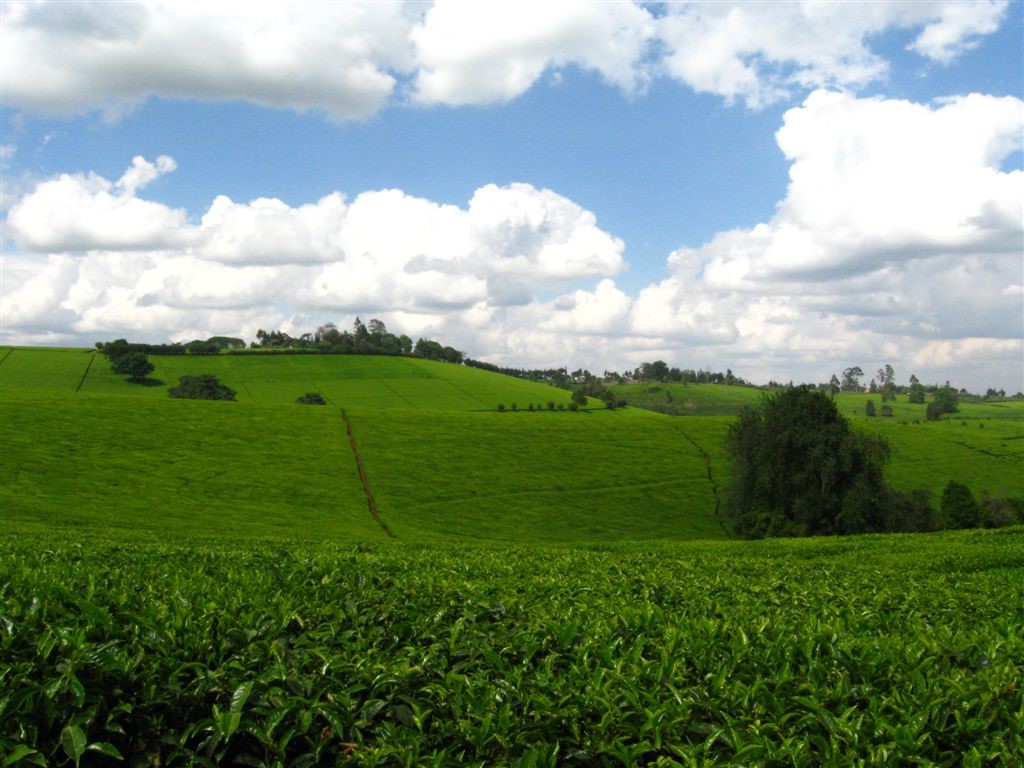 Vast green tea plantation rolling hills and agricultural land plots for sale, showcasing premium rural real estate acreage for commercial farming and strategic land banking."